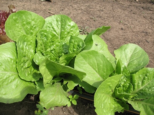 אוריגני - חווה אורגנית